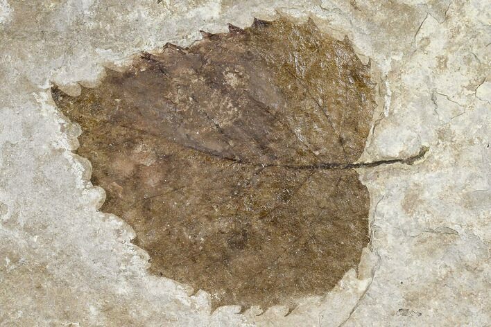 Fossil Sycamore (Platanus) Leaf - Nebraska #113174